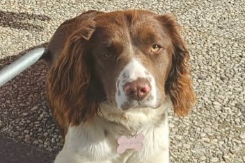 Vermisstmeldung Hund rassenmischung Weiblich , 1 jahre Vendôme Frankreich