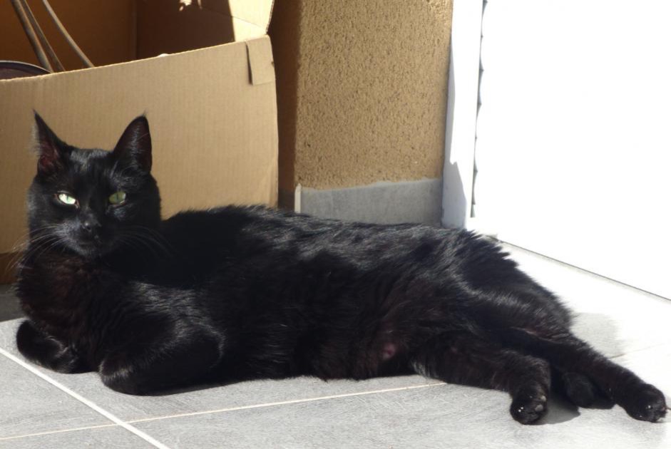 Vermisstmeldung Katze  Männliche , 9 jahre Romorantin-Lanthenay Frankreich