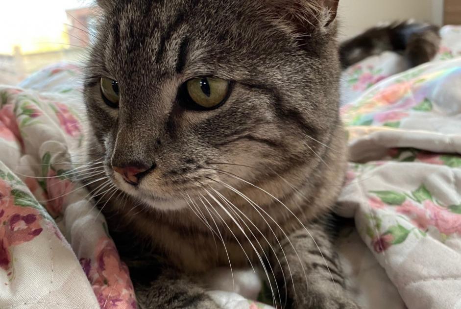Vermisstmeldung Katze  Männliche , 9 jahre Vendôme Frankreich