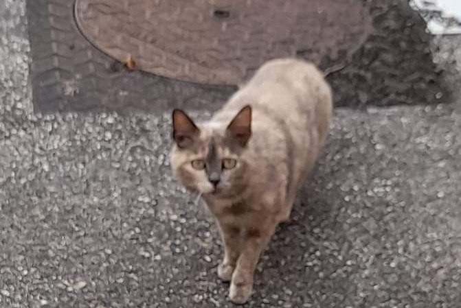 Discovery alert Cat miscegenation Unknown Vineuil France