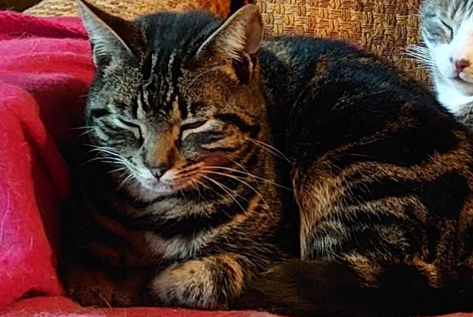 Disappearance alert Cat miscegenation Female , 2022 years Le Gault-du-Perche France
