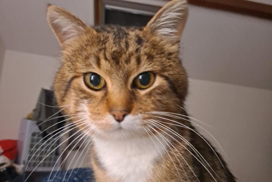Disappearance alert Cat Male , 13 years Saint-Gervais-la-Forêt France