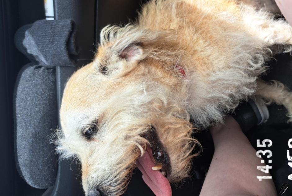 Discovery alert Dog Female Cour-sur-Loire France