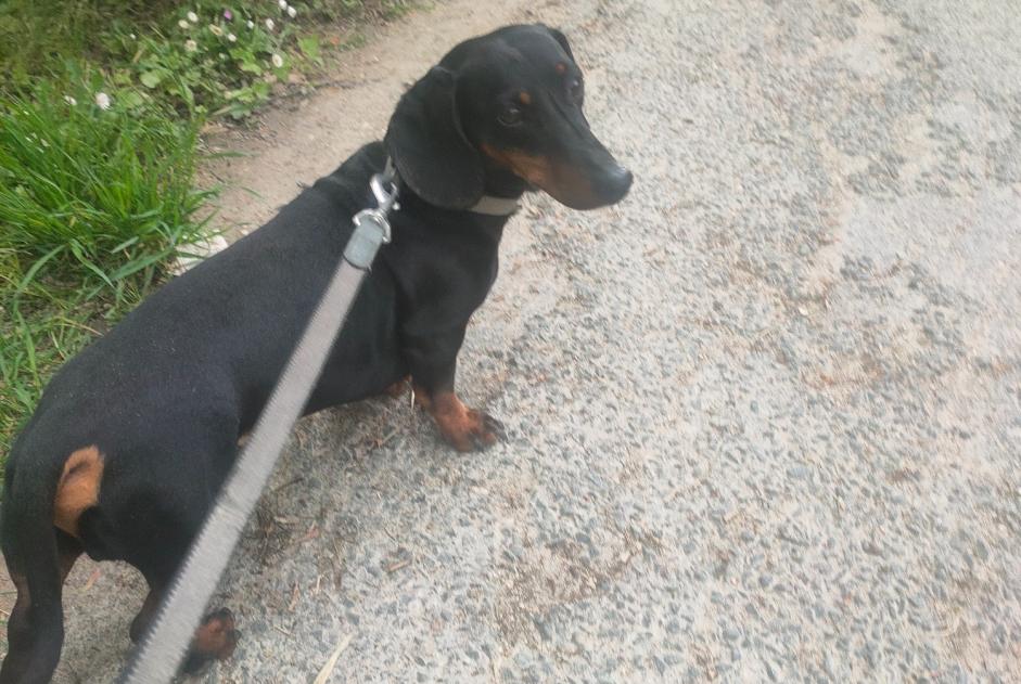 Discovery alert Dog Male Vendôme France Discovery alert Dog Male Vendôme France