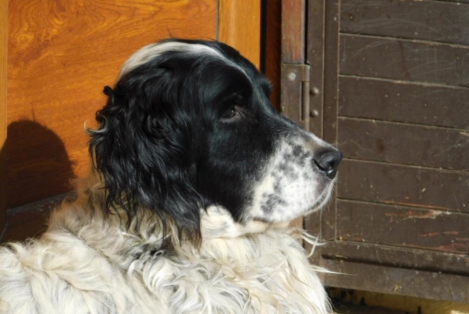 Disappearance alert Dog  Male , 12 years Ouzouer-le-Doyen France