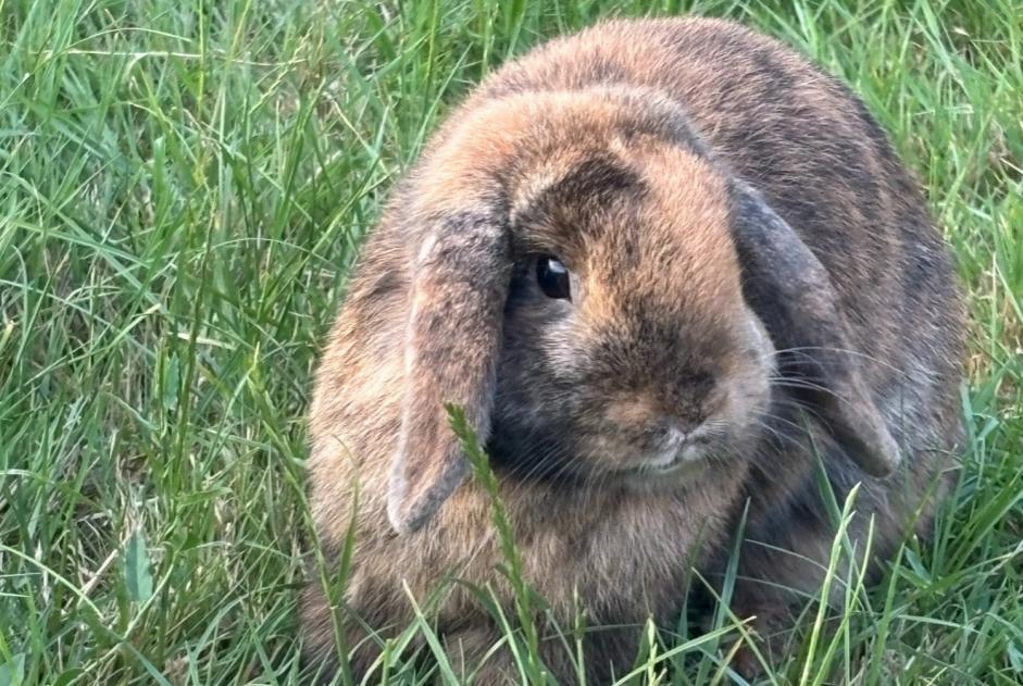 Disappearance alert Rabbit Female , 2025 years Autainville France Disappearance alert Rabbit Female , 2025 years Autainville France