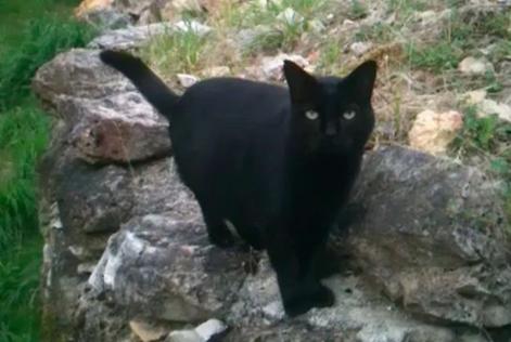 Alerta de Desaparición Gato Macho , 17 años Nouan-le-Fuzelier Francia