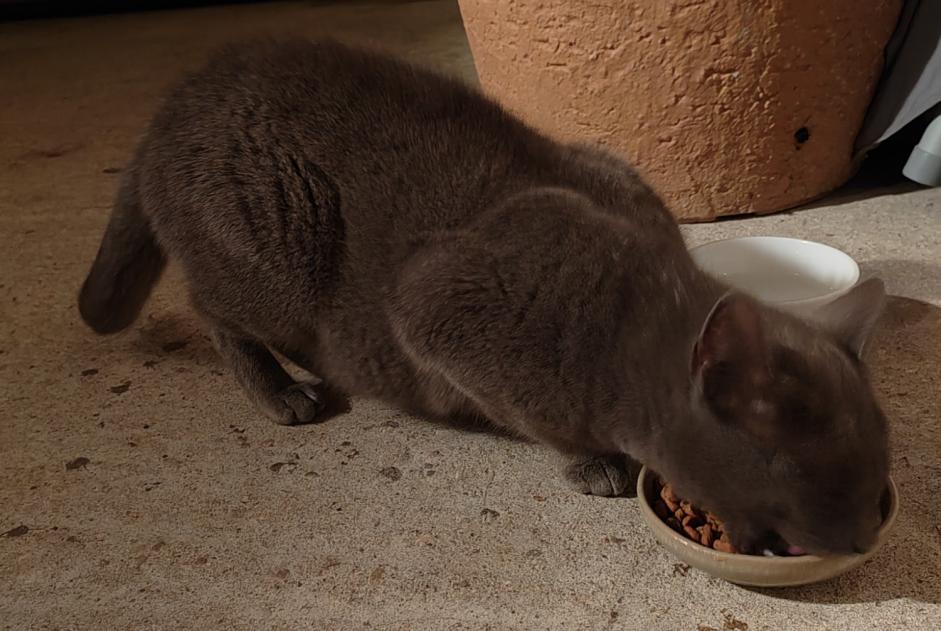 Alerta de Hallazgo Gato  Hembra Romorantin-Lanthenay Francia