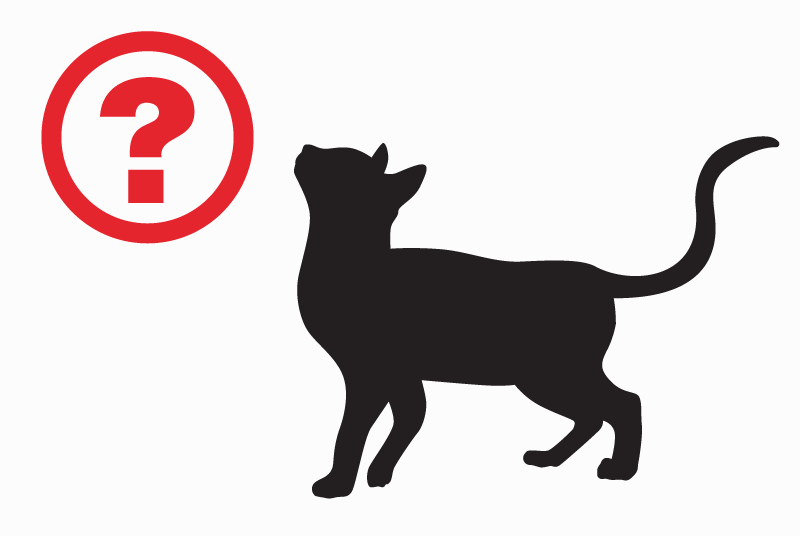 Alerte Disparition Chat Mâle , 11 ans Lamotte-Beuvron France