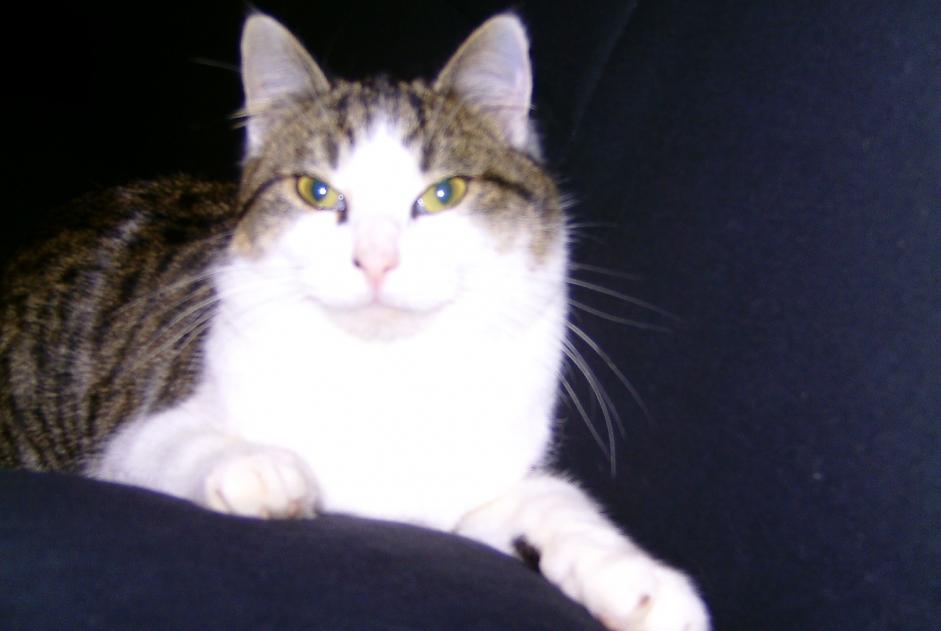 Alerte Disparition Chat croisement Mâle , 15 ans Soings-en-Sologne France Alerte Disparition Chat croisement Mâle , 15 ans Soings-en-Sologne France