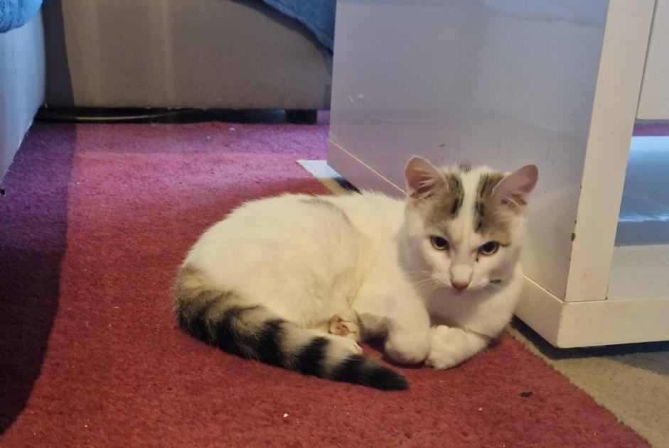 Alerte Découverte Chat Inconnu Azé France