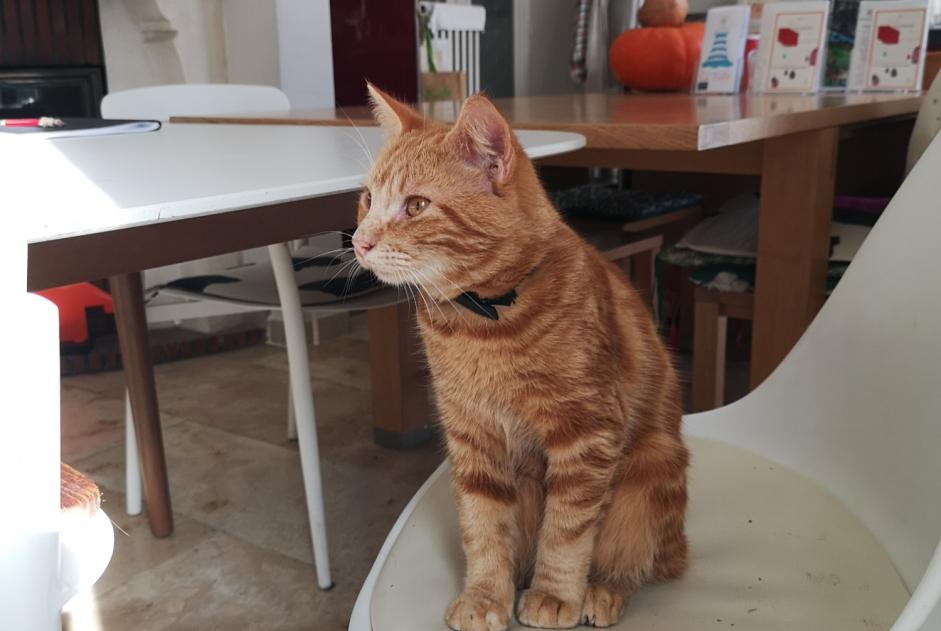 Alerte Découverte Chat Mâle Blois France