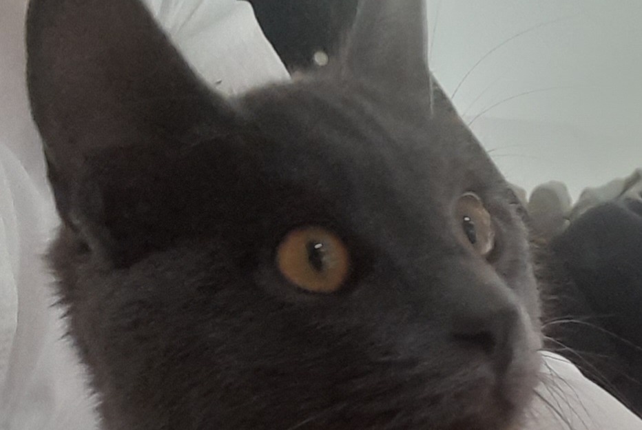 Alerte Découverte Chat Mâle Saint-Claude-de-Diray France