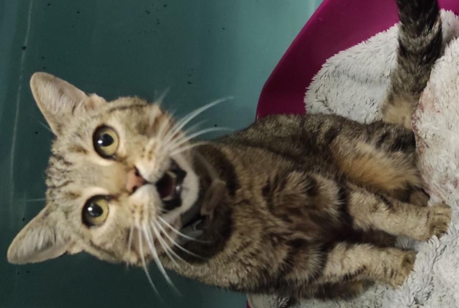 Alerte Découverte Chat Femelle Les Montils France Alerte Découverte Chat Femelle Les Montils France
