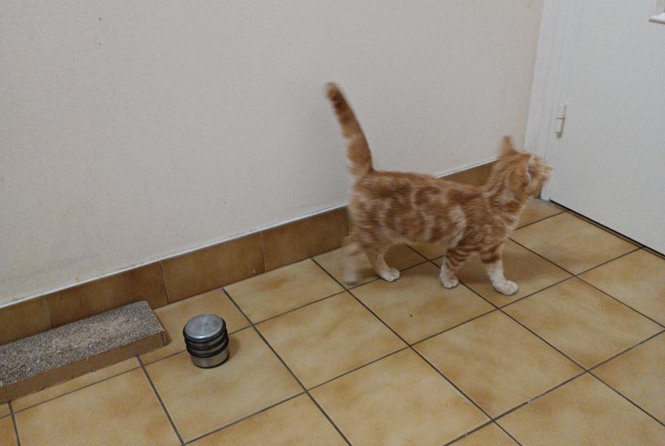 Alerte Découverte Chat Inconnu Vendôme France Alerte Découverte Chat Inconnu Vendôme France