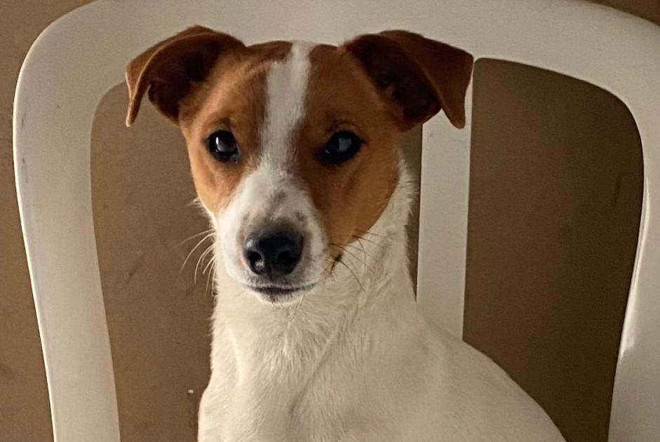 Alerte Disparition Chien  Mâle , 1 ans Selles-sur-Cher France
