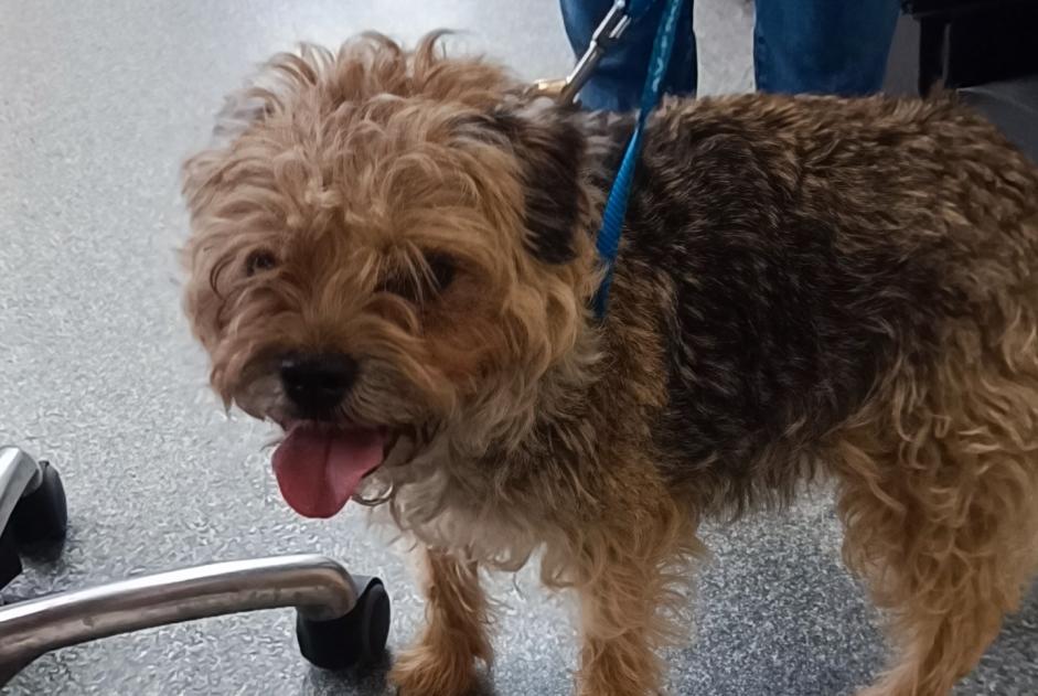 Alerte Découverte Chien croisement Femelle Blois France