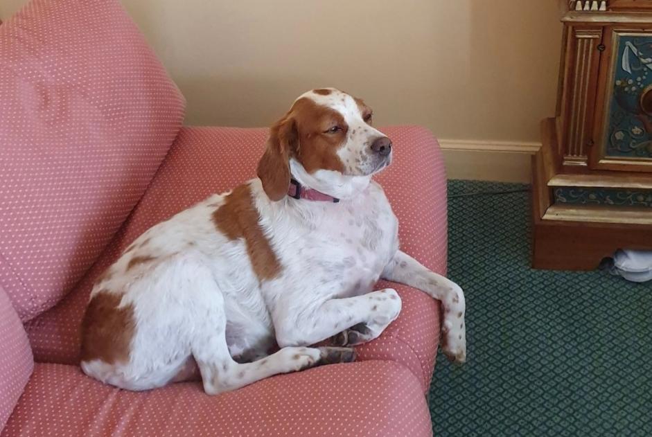 Avviso scomparsa Cane  Femmina , 8 anni Cour-Cheverny Francia