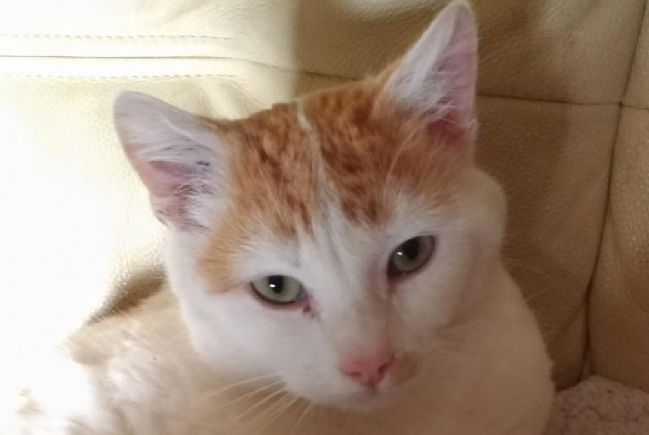 Avviso scomparsa Gatto Maschio , 4 anni Seur Francia