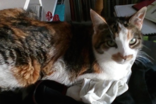 Avviso scomparsa Gatto incrocio di razze Femmina , 10 anni Villedieu-le-Château Francia