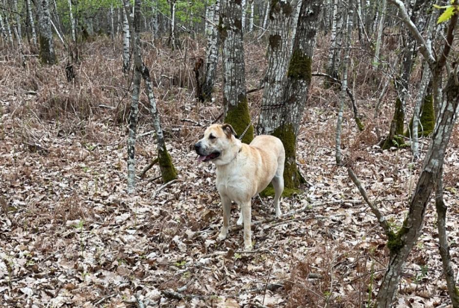 Ontdekkingsalarm Hond Onbekend La Chapelle-Enchérie Frankrijk