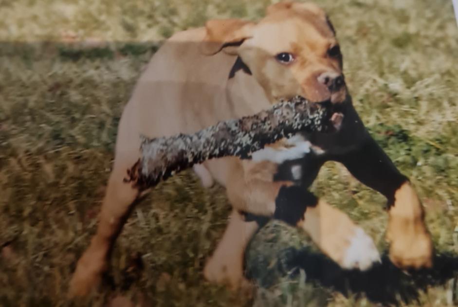 Alerta desaparecimento Cão Macho , 9 anos Romorantin-Lanthenay France