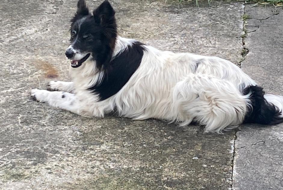 Alerta descoberta Cão  Fêmea Romorantin-Lanthenay France