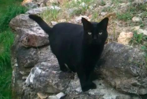 Alerta desaparecimento Gato Macho , 17 anos Nouan-le-Fuzelier France