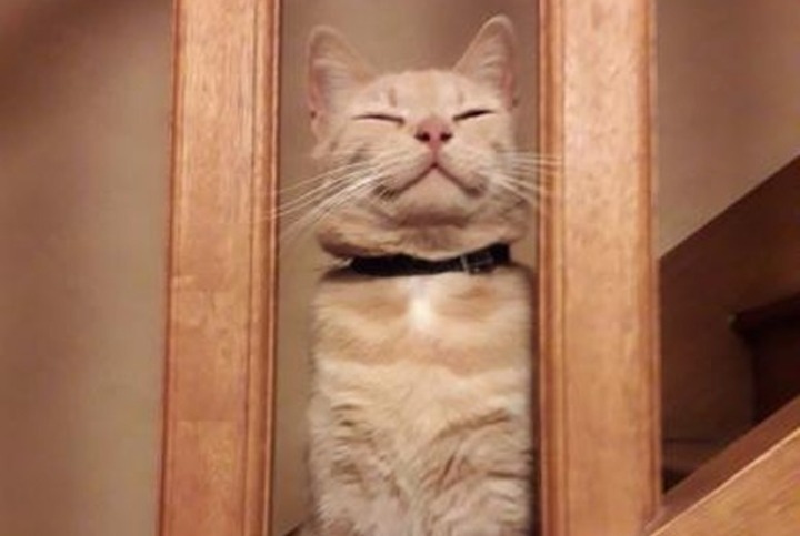 Alerta desaparecimento Gato Macho , 6 anos La Chaussée-Saint-Victor France