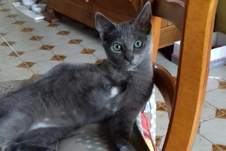 Alerta desaparecimento Gato Macho , 0 anos Vendôme France