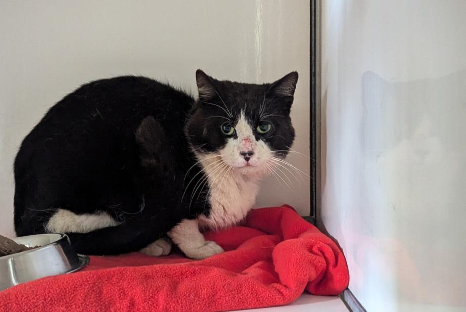 Alerta descoberta Gato Macho Domagné France