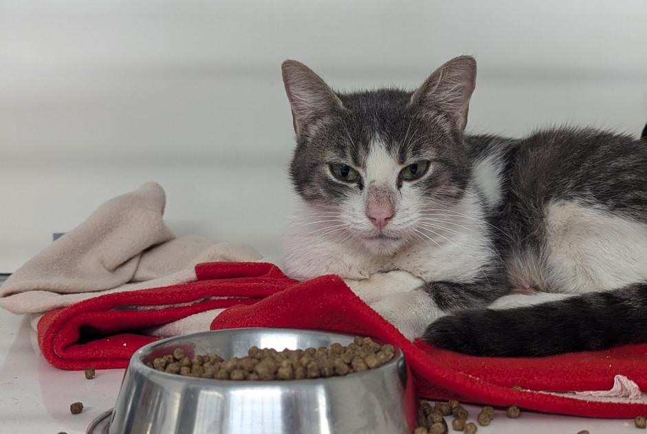 Alerta descoberta Gato Fêmea Vitré France